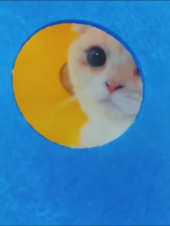 Cat Tunnel Cat Toy Felt Pom Splicing Deformable 